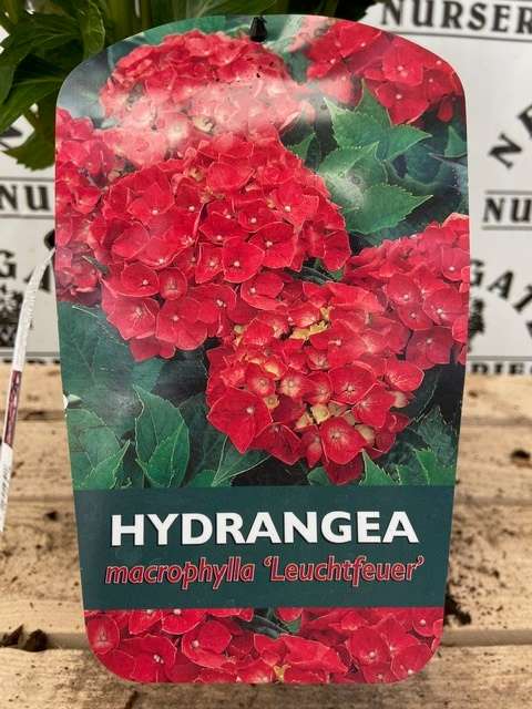 Hydrangea macrophylla 'Leuchtfeuer' plants