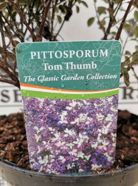 Image of Pittosporum tom thumb companion plants Lavender