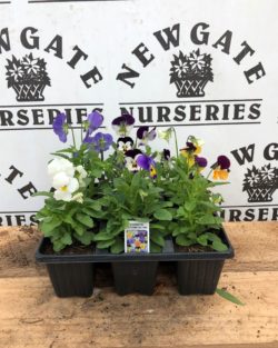 Winter Bedding & Basket Plants