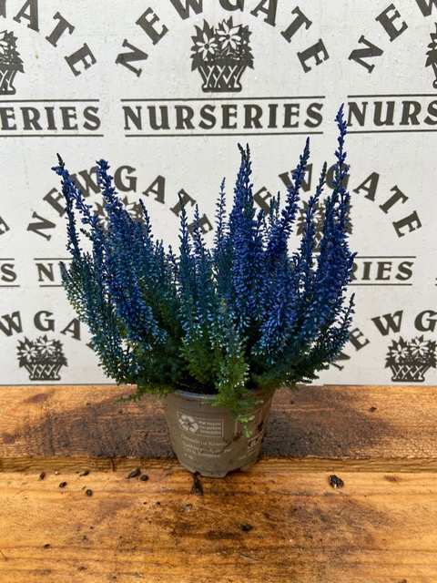 Calluna (Painted Heather) Blue, 10.5cm Pot - Newgate Nurseries