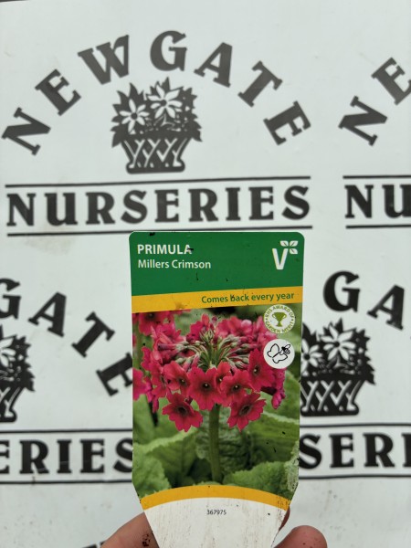 Primula Millers Crimson - Image 2