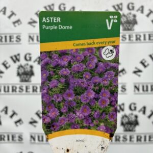 Aster 'Alpha white'