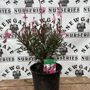 Gaura Gambit Pink