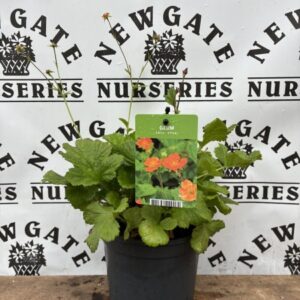 Geum Mai Tai C2