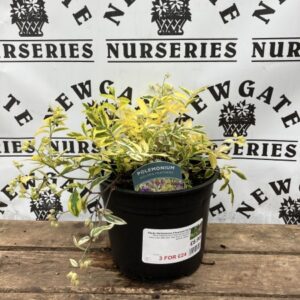 Polemonium Golden feathers