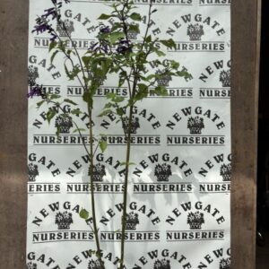 Salvia Amistad