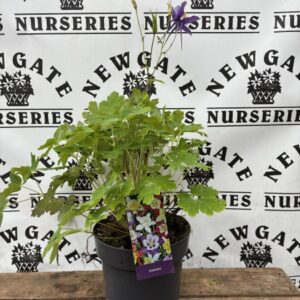 Aquilegia Purple