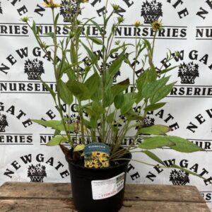 Rudbeckia Little Goldstar