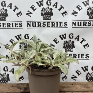 Stachys bizantina Silver Carpet