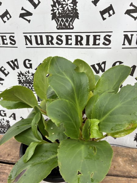 Bergenia Bressingham White - Image 2