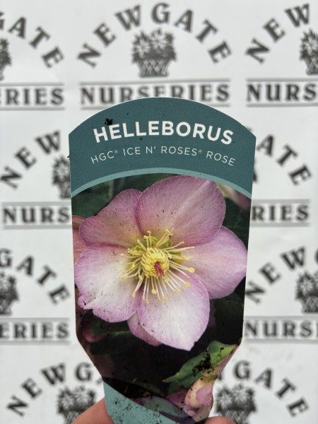 Helleborus Ice n' roses Rose - Image 2
