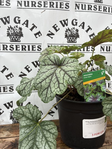Heuchera Green Spice - Image 2