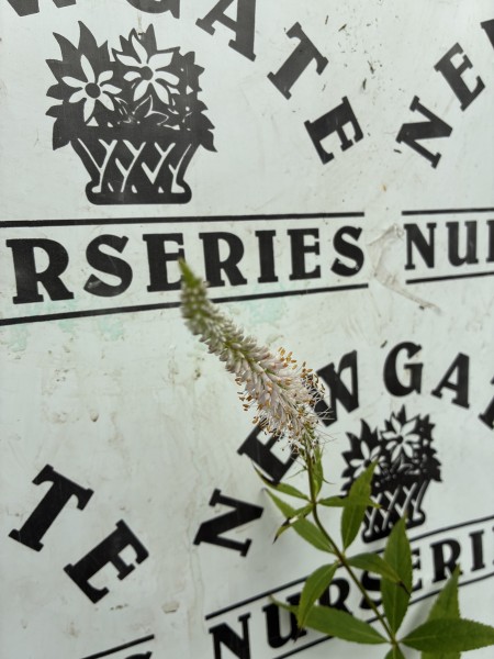Veronicastrum virg Roseum - Image 2