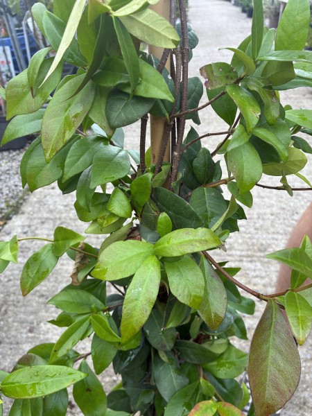 Trachelospermum jasminoides Star Jasmine 150-170cms - Image 2