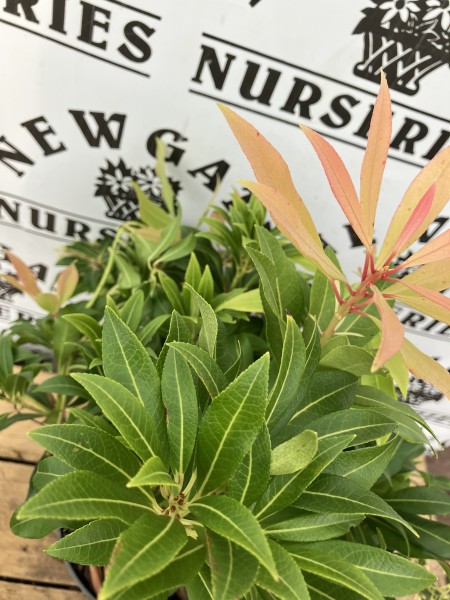 Pieris Forest Flame (Dwarf) - Image 2