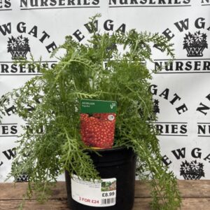 Achillea Paprika