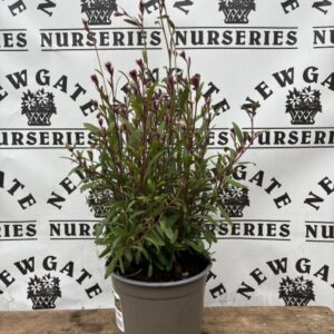 Gaura Siskiyou Pink