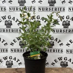 Salvia Lemon Pie