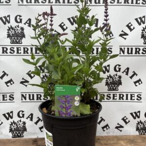 Salvia Ostfriesland
