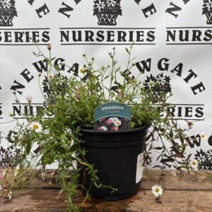 Erigeron Stallone