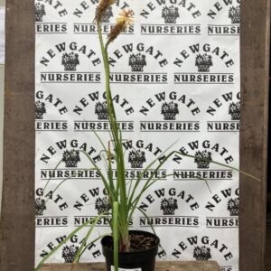 Kniphofia Tawny king c3