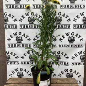 Leucanthemum GoldCUP c3