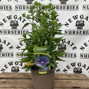 Stokesia Mel's Blue