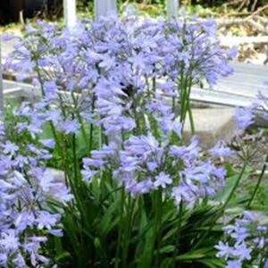 Agapanthus Silver Baby