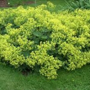 ALCHEMILLA MOLLIS