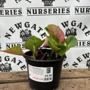Bergenia Bressingham Ruby