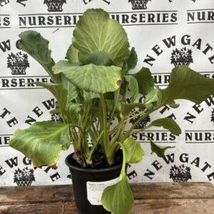 Bergenia Cordifolia