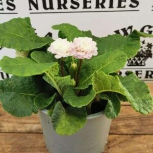 Primula Belarina Rosalina