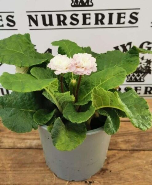 Primula Belarina Rosalina