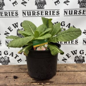 Primula Appleblossom