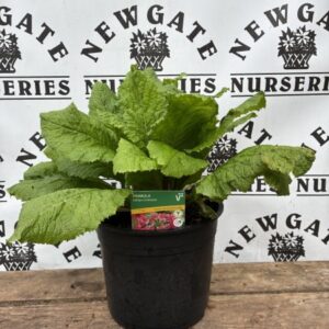 Primula Millers Crimson