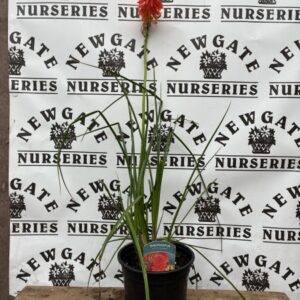 Kniphofia Poco Sunset