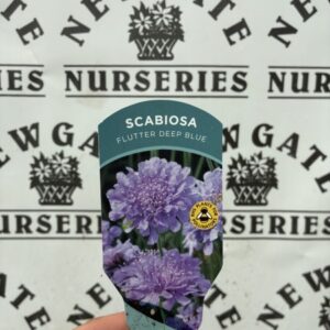 Scabiousa Flutter White Pure