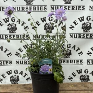 Scabiousa flutter deep blue