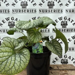 Brunnera Jack Frost c5