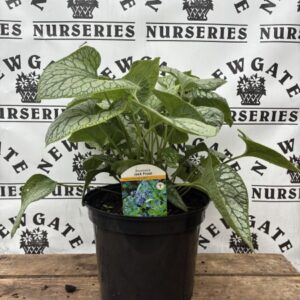Brunnera Jack Frost c4