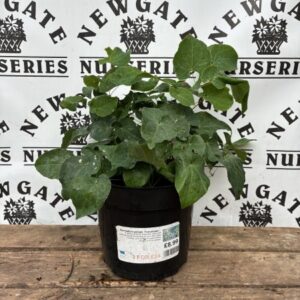 Epimedium perralc. Frohnleiten
