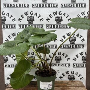 FARFUGIUM GREEN GIANT