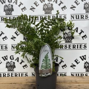 Dryopteris C2