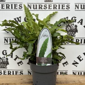 Asplenium C2