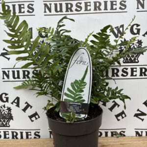 Polypodium C2