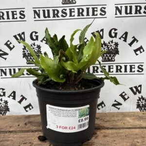 Asplenium Scolopendrium 3L