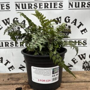 Athyrium niponicum Metalicum C3