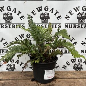 Polystichum polyblepharum c3
