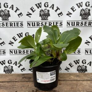 Bergenia Bressingham FIRE & ICE