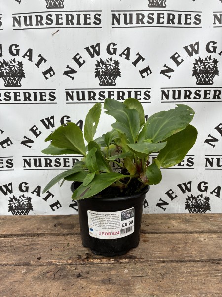 Bergenia Bressingham FIRE & ICE